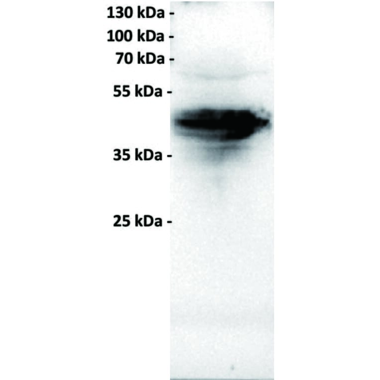 WB - Anti-FOLR1 Antibody [18A3] (A332332) - Antibodies.com