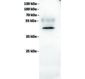 WB - Anti-MICA Antibody [7F12] (A332334) - Antibodies.com