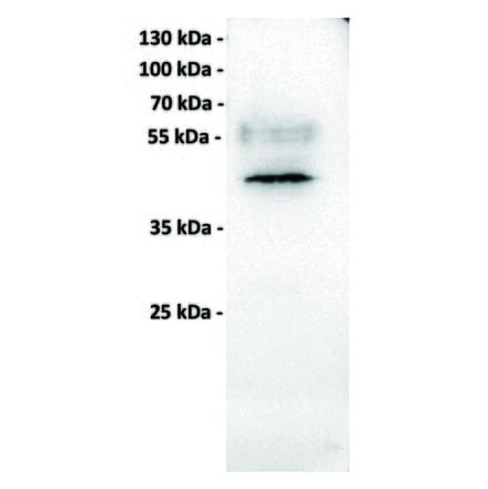 WB - Anti-MICA Antibody [7F12] (A332334) - Antibodies.com