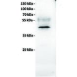 WB - Anti-MICA Antibody [7F12] (A332334) - Antibodies.com