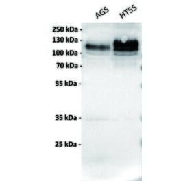 WB - Anti-LI Cadherin Antibody [5F5] (A332336) - Antibodies.com
