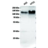 WB - Anti-LI Cadherin Antibody [5F5] (A332336) - Antibodies.com