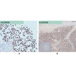 Immunohistochemistry - Anti-CD45 Antibody [7E1] (A332352) - Antibodies.com