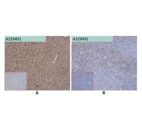 Immunohistochemistry - Anti-SELPLG Antibody [68H10] (A332353) - Antibodies.com