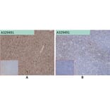 Immunohistochemistry - Anti-SELPLG Antibody [68H10] (A332353) - Antibodies.com