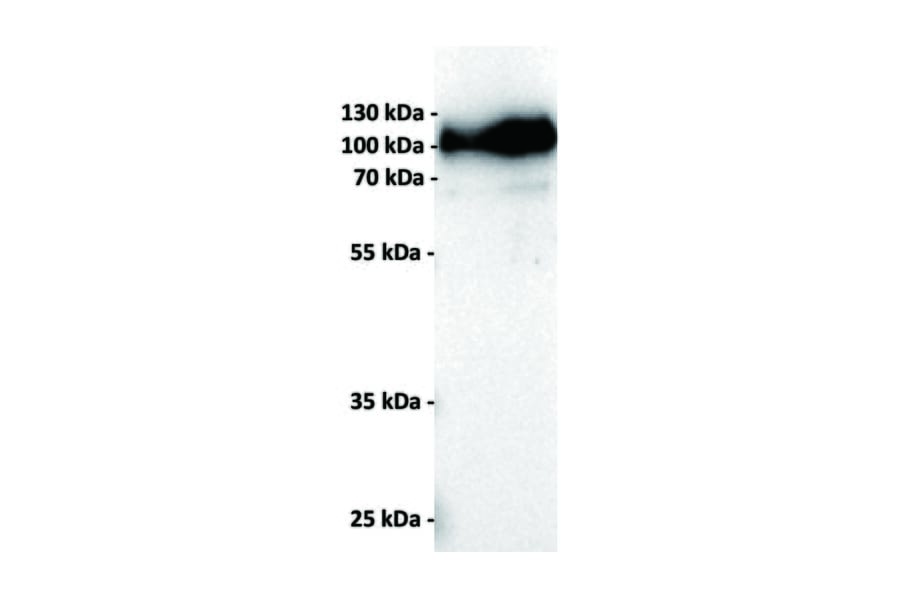 WB - Anti-MMAE Antibody [11B2] (A332354) - Antibodies.com