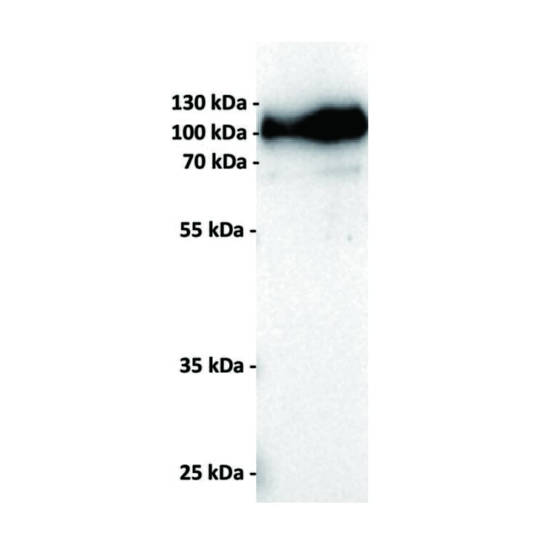 WB - Anti-MMAE Antibody [11B2] (A332354) - Antibodies.com