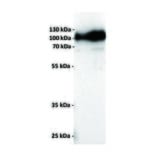 WB - Anti-MMAE Antibody [11B2] (A332354) - Antibodies.com