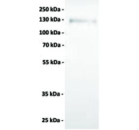 WB - Anti-Axl Antibody [1F2] (A332357) - Antibodies.com