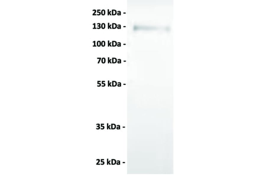 WB - Anti-Axl Antibody [1F2] (A332357) - Antibodies.com