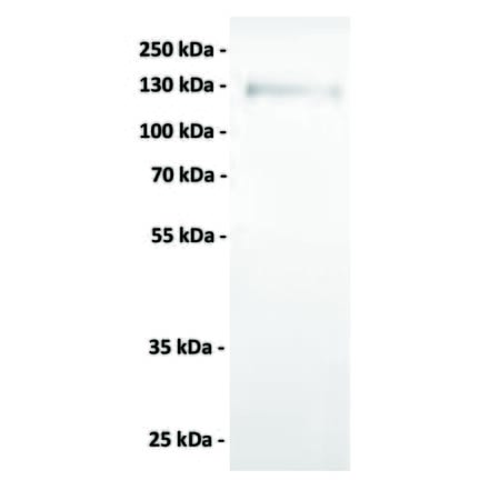 WB - Anti-Axl Antibody [1F2] (A332357) - Antibodies.com
