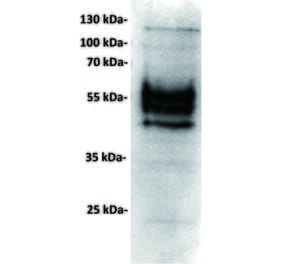WB - Anti-PD-L1 Antibody [23D8] (A332359) - Antibodies.com