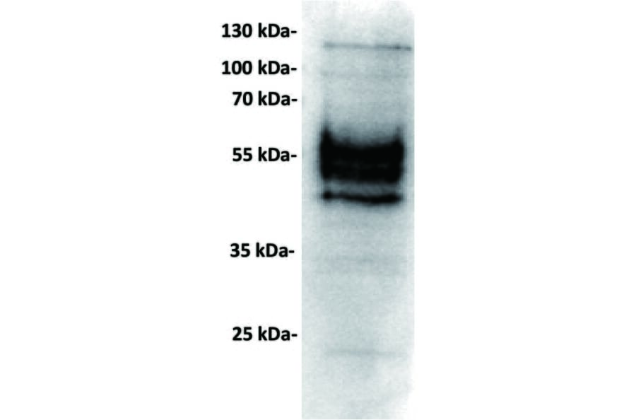 WB - Anti-PD-L1 Antibody [23D8] (A332359) - Antibodies.com