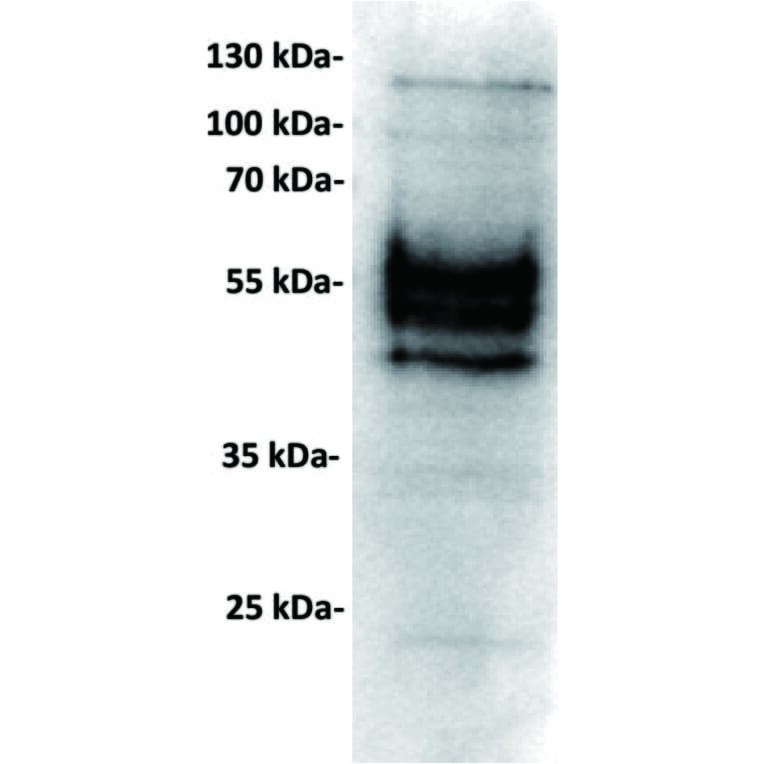 WB - Anti-PD-L1 Antibody [23D8] (A332359) - Antibodies.com