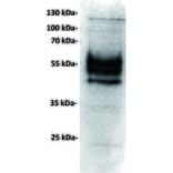 WB - Anti-PD-L1 Antibody [23D8] (A332359) - Antibodies.com