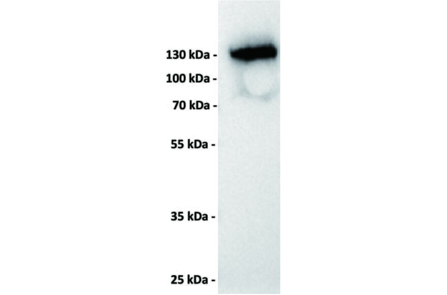 WB - Anti-CD22 Antibody [8B5] (A332397) - Antibodies.com