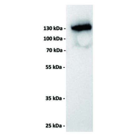 WB - Anti-CD22 Antibody [8B5] (A332397) - Antibodies.com