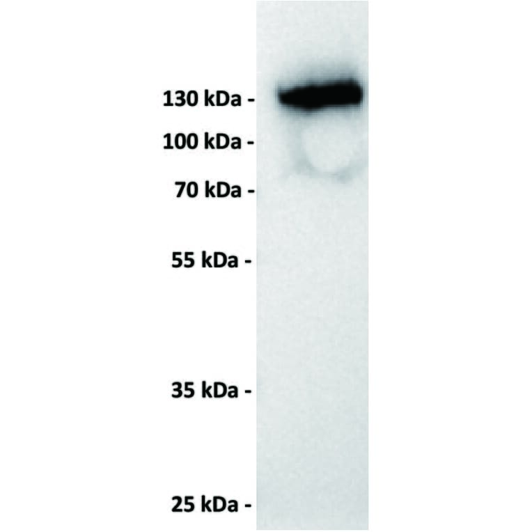 WB - Anti-CD22 Antibody [8B5] (A332397) - Antibodies.com
