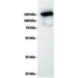 WB - Anti-CD22 Antibody [8B5] (A332397) - Antibodies.com