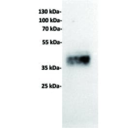 WB - Anti-TROP2 Antibody [17A11] (A332541) - Antibodies.com