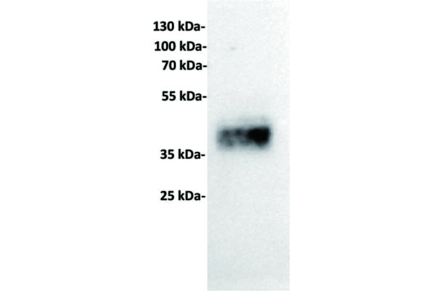 WB - Anti-TROP2 Antibody [17A11] (A332541) - Antibodies.com