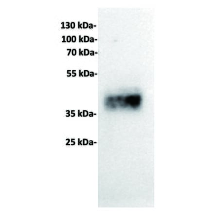 WB - Anti-TROP2 Antibody [17A11] (A332541) - Antibodies.com