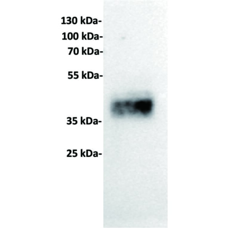 WB - Anti-TROP2 Antibody [17A11] (A332541) - Antibodies.com