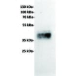 WB - Anti-TROP2 Antibody [17A11] (A332541) - Antibodies.com