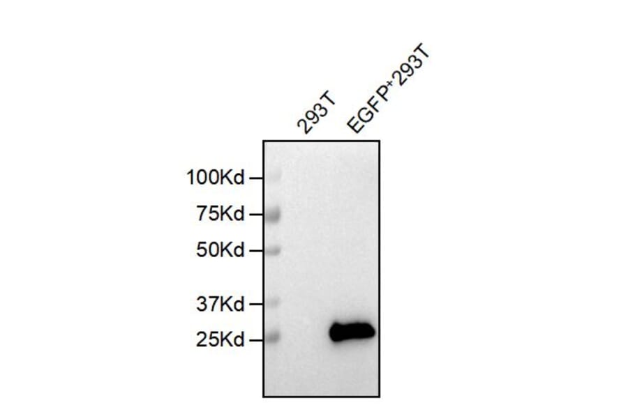 WB - Anti-EGFP Antibody [5F3] (A332567) - Antibodies.com