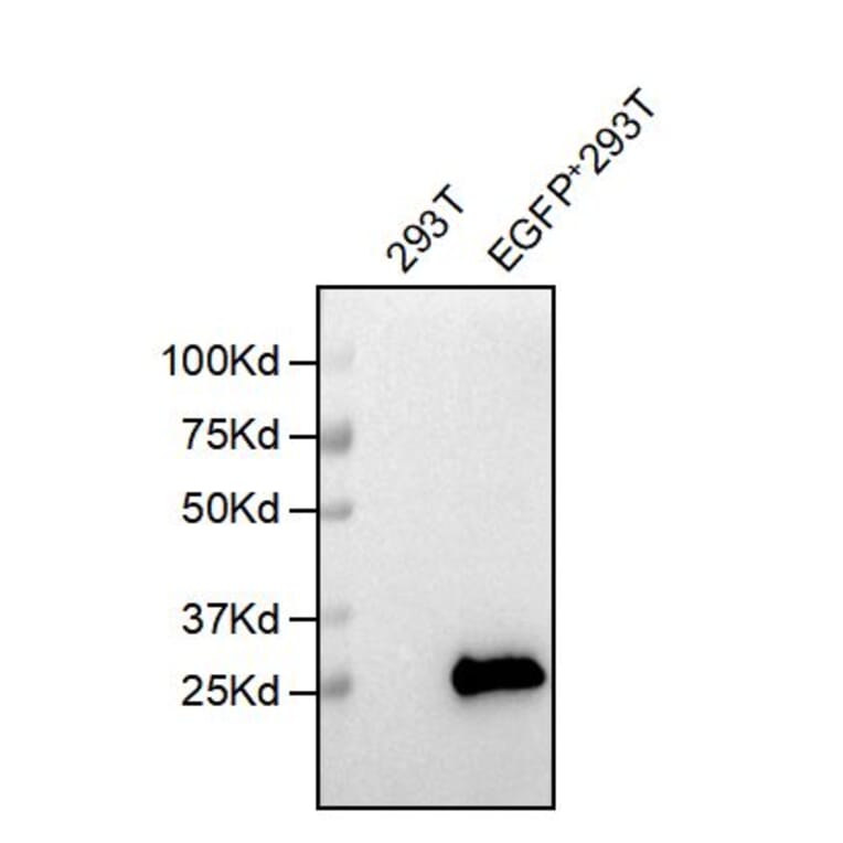 WB - Anti-EGFP Antibody [5F3] (A332567) - Antibodies.com