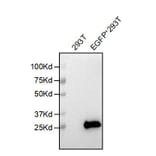 WB - Anti-EGFP Antibody [5F3] (A332567) - Antibodies.com