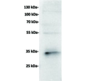 WB - Anti-CD7 Antibody [2A3] (A332583) - Antibodies.com