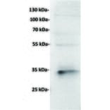 WB - Anti-CD7 Antibody [2A3] (A332583) - Antibodies.com