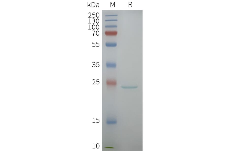 SDS-PAGE - Synthetic Nanodisc Human Aquaporin 5 Protein (A332585) - Antibodies.com