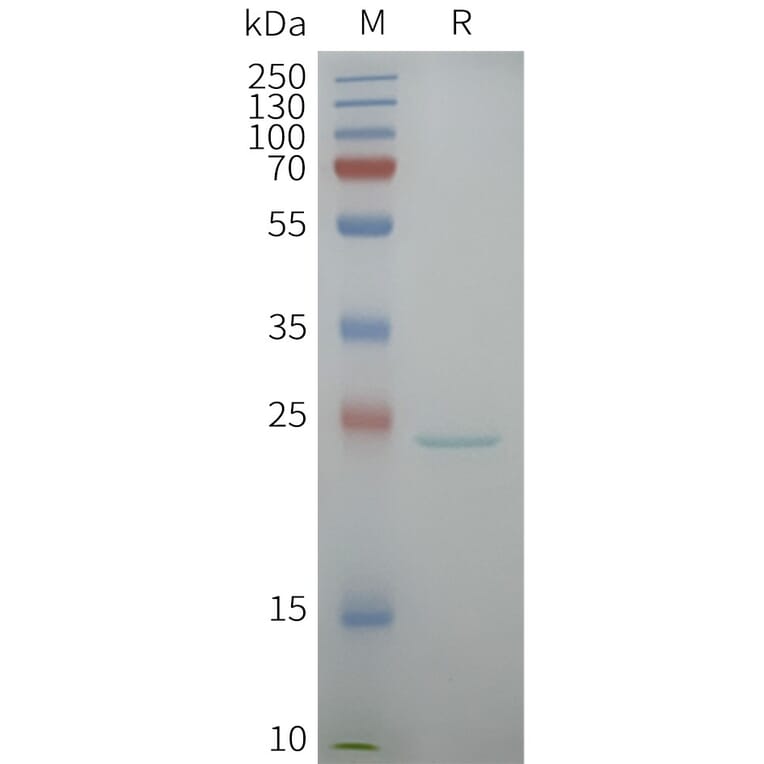 SDS-PAGE - Synthetic Nanodisc Human Aquaporin 5 Protein (A332585) - Antibodies.com