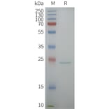 SDS-PAGE - Synthetic Nanodisc Human Aquaporin 5 Protein (A332585) - Antibodies.com