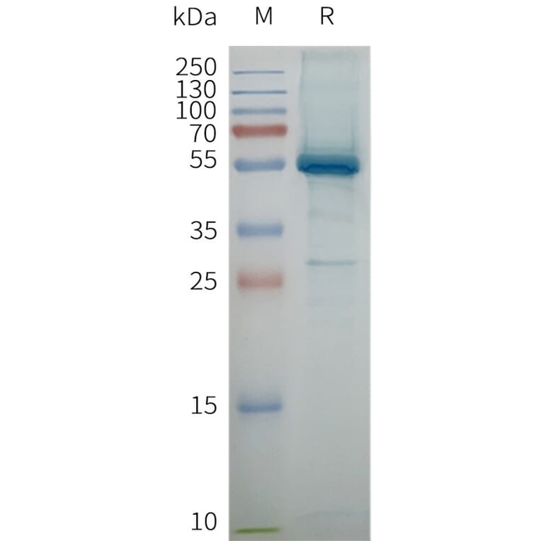 SDS-PAGE - Synthetic Nanodisc Human Claudin 6 Protein (A332832) - Antibodies.com