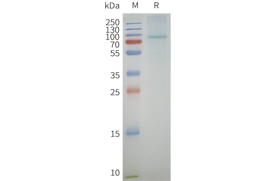 SDS-PAGE - Synthetic Nanodisc Human AGTR1 Protein (A332833) - Antibodies.com