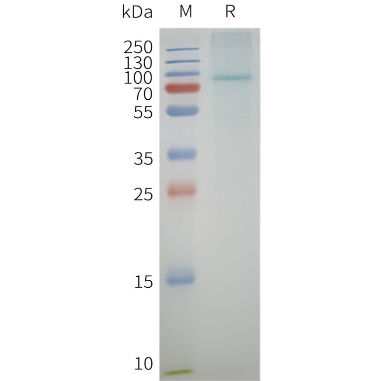 SDS-PAGE - Synthetic Nanodisc Human AGTR1 Protein (A332833) - Antibodies.com