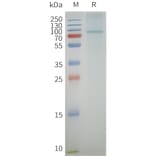 SDS-PAGE - Synthetic Nanodisc Human AGTR1 Protein (A332833) - Antibodies.com