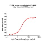 ELISA - Recombinant Human Caveolin-1 Protein (A332839) - Antibodies.com