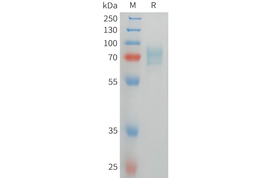 SDS-PAGE - Recombinant Human CD105 Protein (C-terminal 6xHis Tag) (A332844) - Antibodies.com