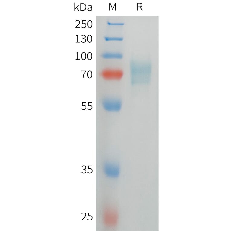 SDS-PAGE - Recombinant Human CD105 Protein (C-terminal 6xHis Tag) (A332844) - Antibodies.com