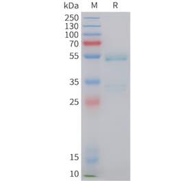 SDS-PAGE - Recombinant Human Ephrin A1 Protein (C-terminal hFc Tag) (A332845) - Antibodies.com