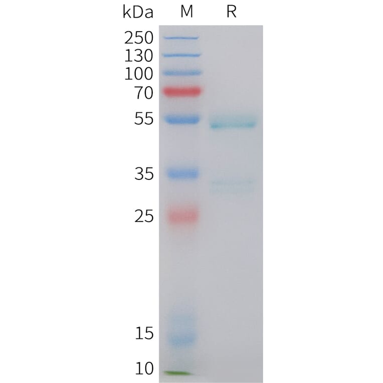 SDS-PAGE - Recombinant Human Ephrin A1 Protein (C-terminal hFc Tag) (A332845) - Antibodies.com