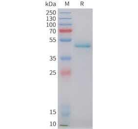 SDS-PAGE - Recombinant Human Ephrin A4 Protein (C-terminal hFc Tag) (A332847) - Antibodies.com