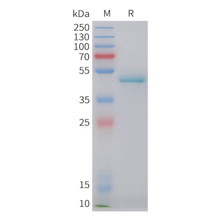 SDS-PAGE - Recombinant Human Ephrin A4 Protein (C-terminal hFc Tag) (A332847) - Antibodies.com