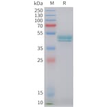 SDS-PAGE - Recombinant Human HE4 Protein (C-terminal hFc Tag) (A332848) - Antibodies.com