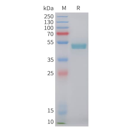 SDS-PAGE - Recombinant Human LAIR2 Protein (C-terminal hFc Tag) (A332849) - Antibodies.com
