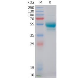 SDS-PAGE - Recombinant Human IL-7 Protein (C-terminal hFc Tag) (A332850) - Antibodies.com